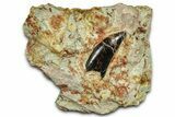Serrated Abelisaurid Tooth In Situ - Dekkar Formation, Morocco #375649-1